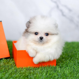 puppy-1