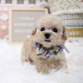 puppy-1