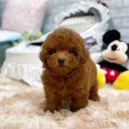puppy-1