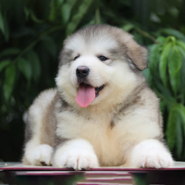 puppy-1