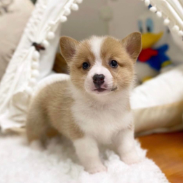 puppy-1