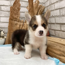 puppy-1
