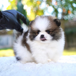 puppy-1