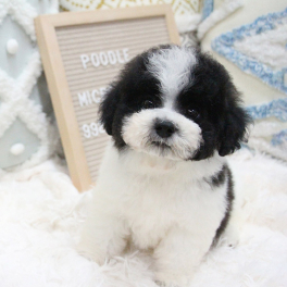 puppy-1